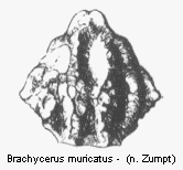 brachycerus_muricatus_hsch.gif
