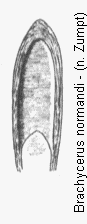 brachycerus_normandi.gif