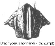 brachycerus_normandi_hsch.jpg