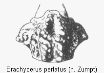 brachycerus_perlatus_hsch.gif