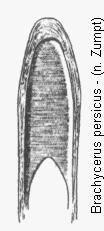 brachycerus_persicus.gif