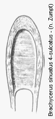 brachycerus_quadrisulcatus.gif