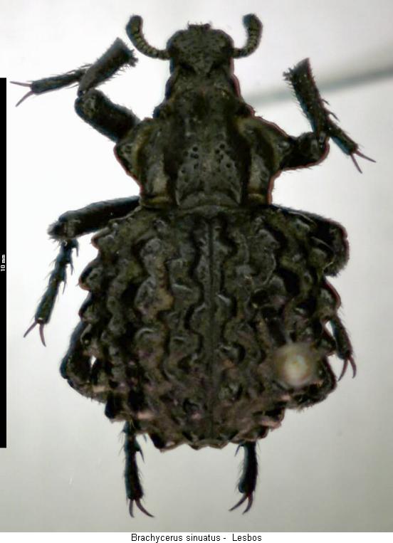 brachycerus_sinuatus_hab.jpg