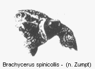 brachycerus_spinicollis_vk.gif