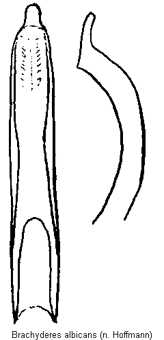 brachyderes_albicans.gif