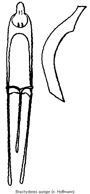 brachyderes_auriger.gif