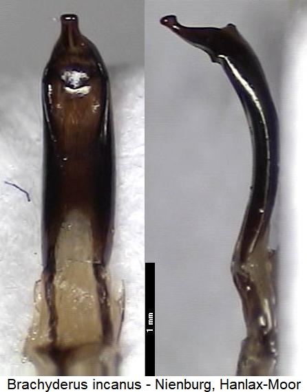 brachyderes_incanus.jpg