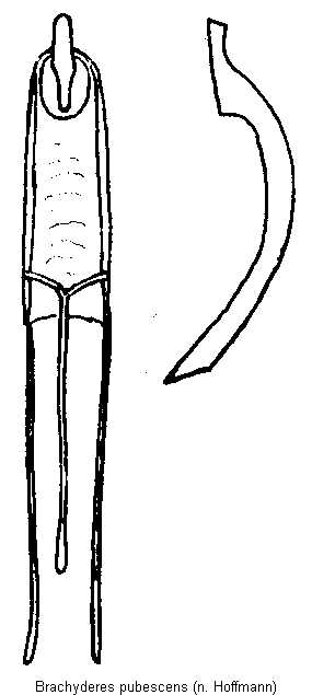 brachyderes_pubescens.gif