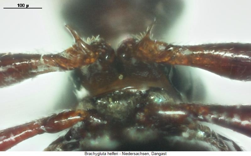 brachygluta_helferi_vcox.jpg