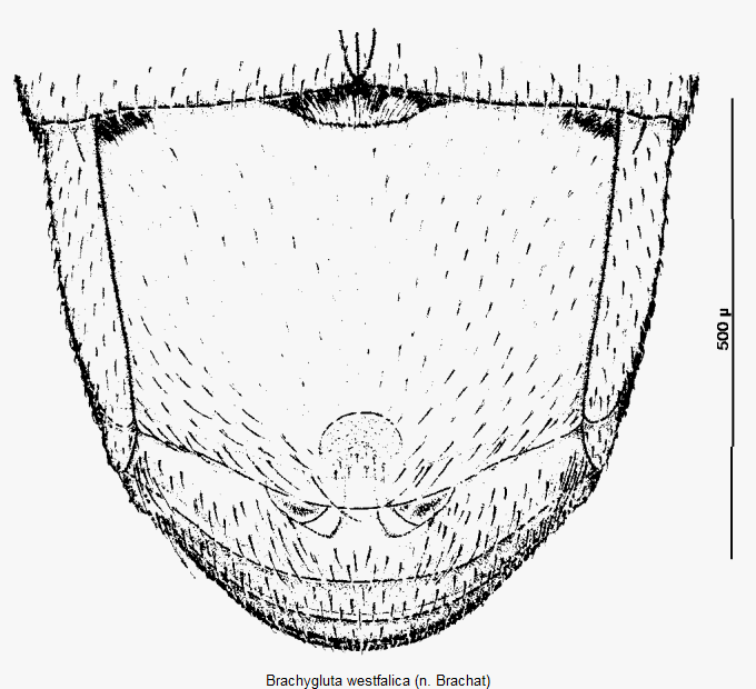 brachygluta_westfalica_hlb.gif