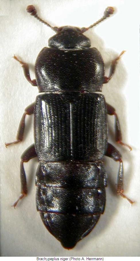 brachypeplus_niger_hab.jpg