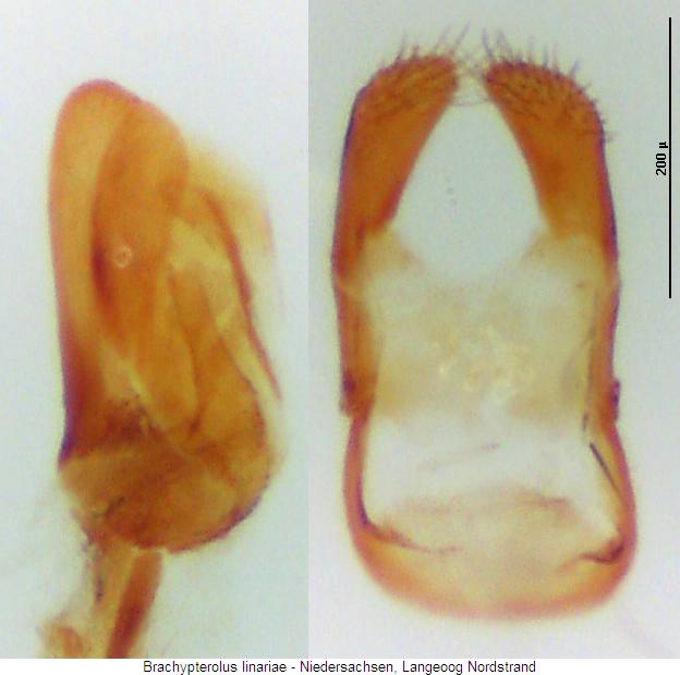 brachypterolus_linariae.jpg