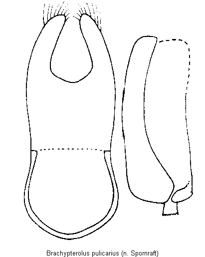 brachypterolus_pulicarius.gif