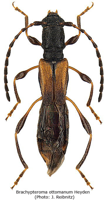 brachypteroma_ottomanum_ste.jpg