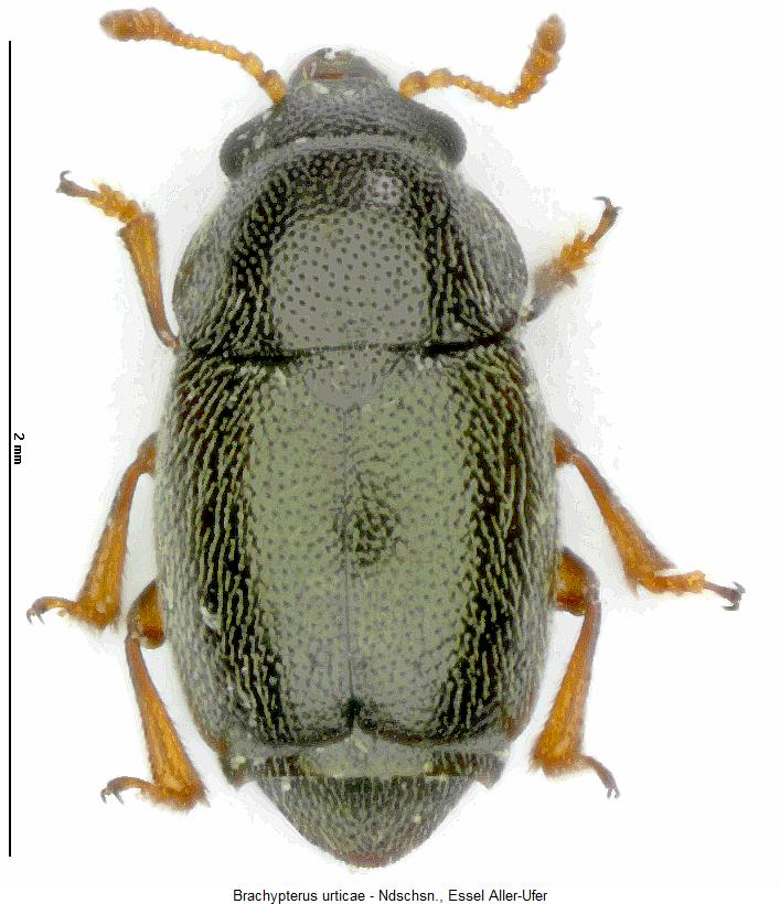 brachypterus_urticae_hab.jpg