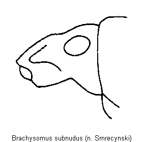 brachysomus_subnudus_k.gif