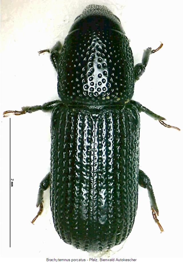 brachytemnus_porcatus_hab.jpg