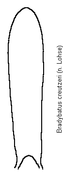 bradybatus_creutzeri.gif