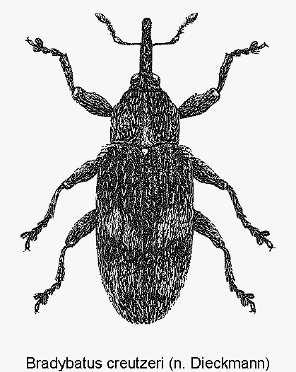 bradybatus_creutzeri_hab.gif