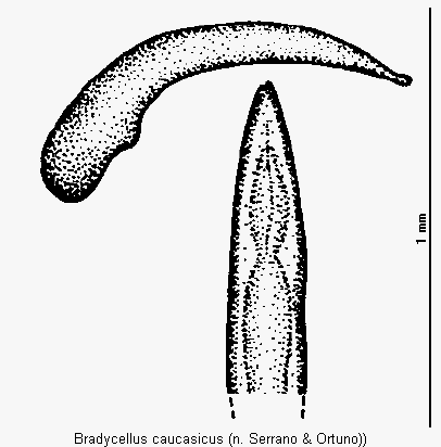bradycellus_caucasicus.gif