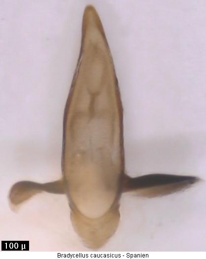 bradycellus_caucasicus.jpg