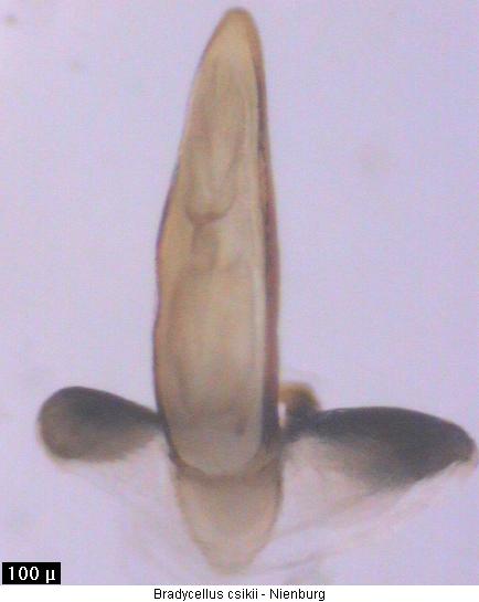 bradycellus_csikii.jpg
