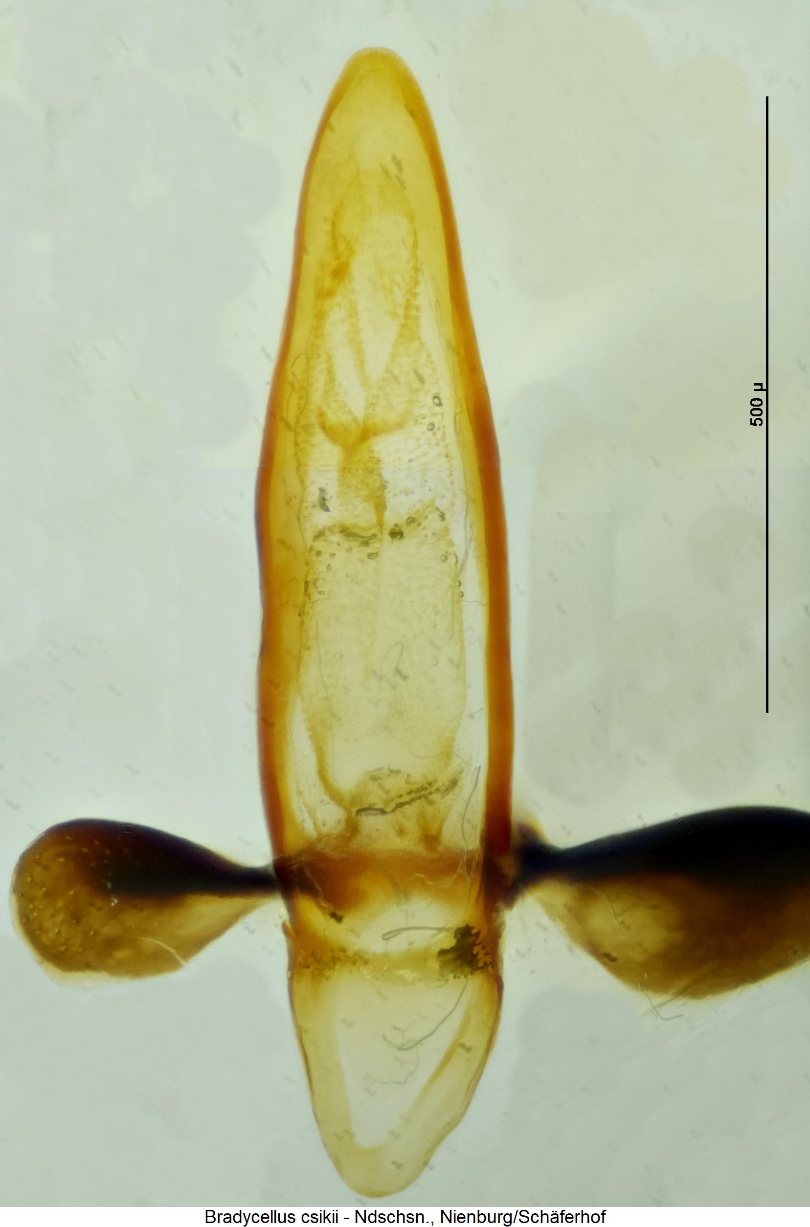 bradycellus_csikii1.jpg