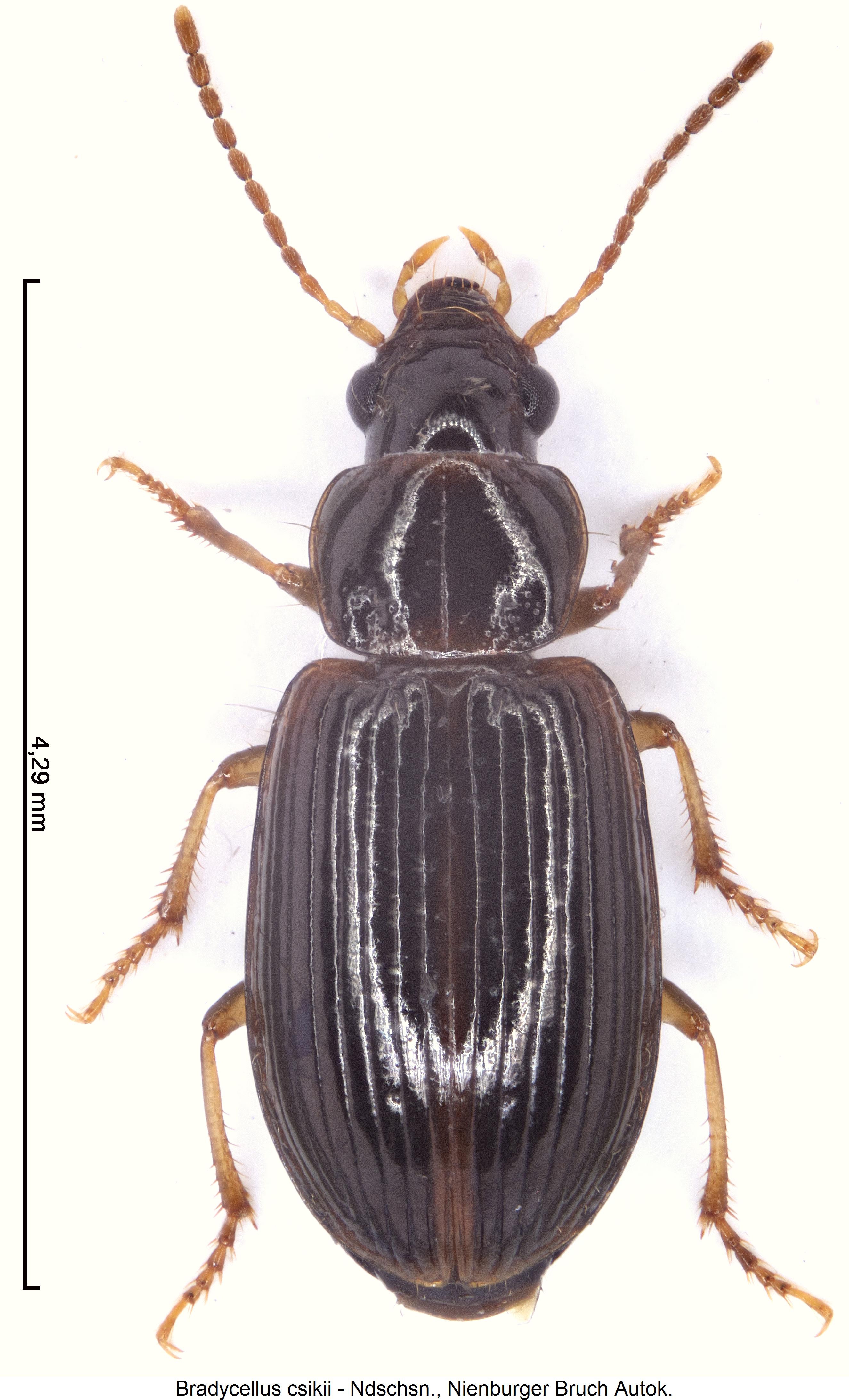 bradycellus_csikii_hab.jpg