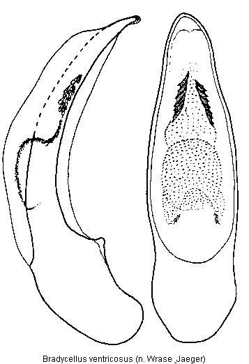 bradycellus_ventricosus.gif