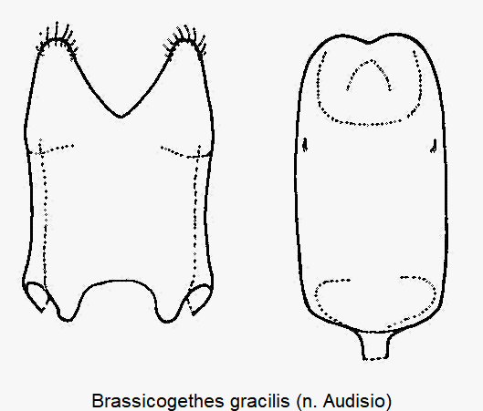 brassicogethes_gracilis.gif