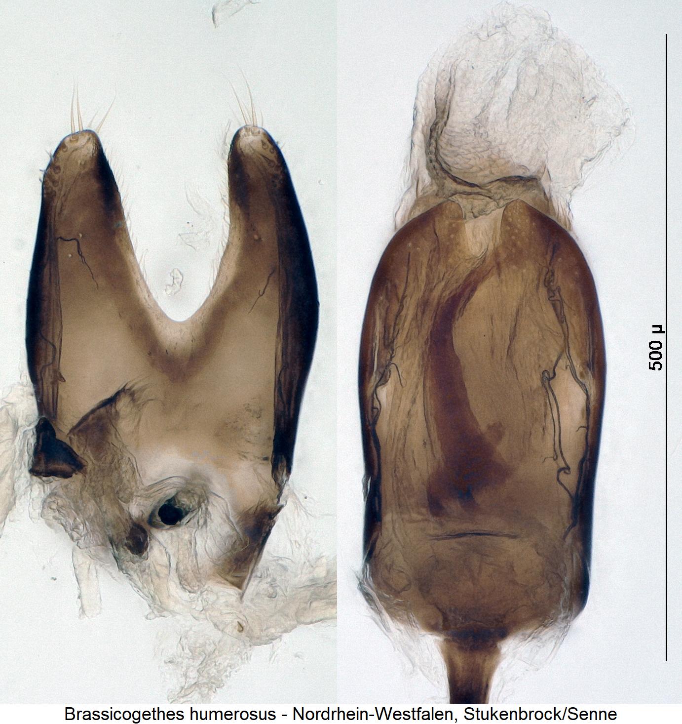 brassicogethes_humerosus1.jpg