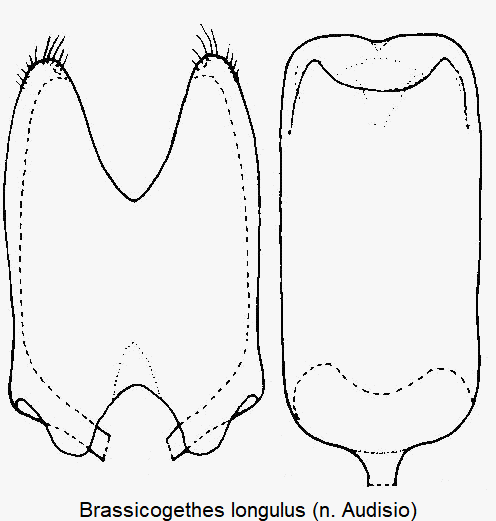 brassicogethes_longulus.gif