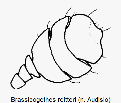 brassicogethes_reitteri_f.gif