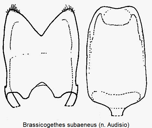 brassicogethes_subaeneus.gif