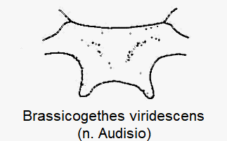 brassicogethes_viridescens_mbr.gif
