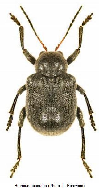 bromius_obscurus.jpg
