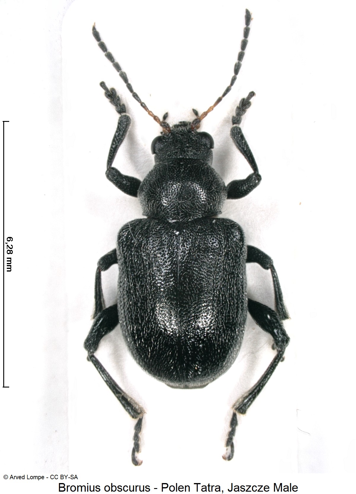 bromius_obscurus_ck33187571_hab.jpg