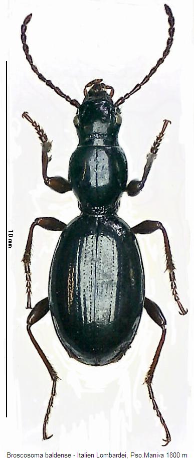 broscosoma_baldense_hab.jpg