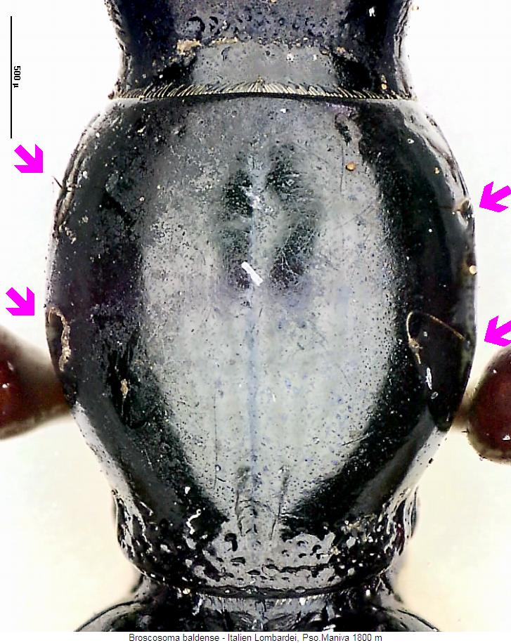 broscosoma_baldense_hsch.jpg