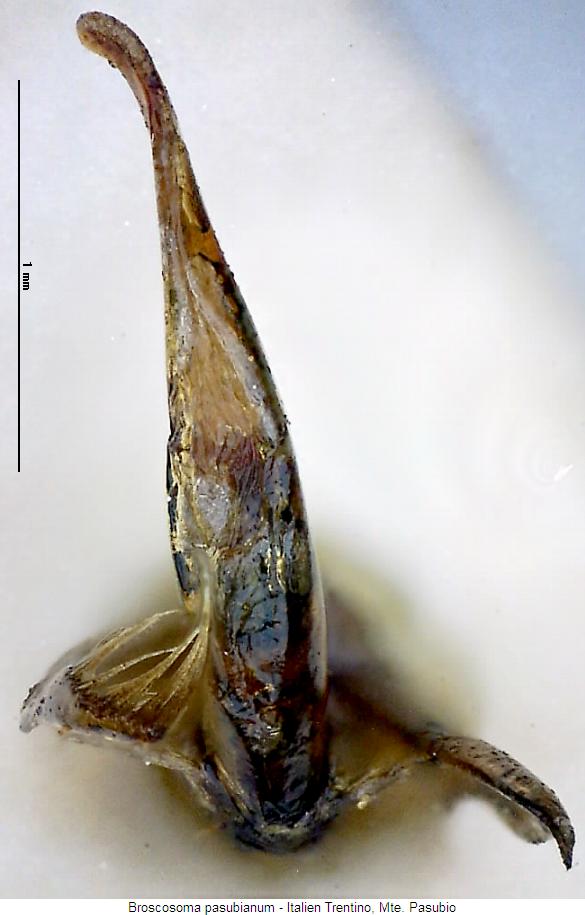 broscosoma_pasubianum.jpg