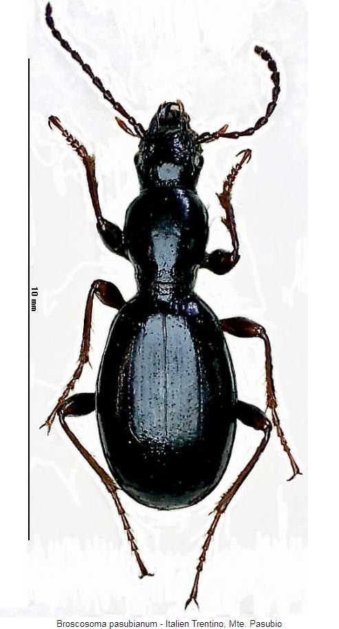 broscosoma_pasubianum_hab.jpg