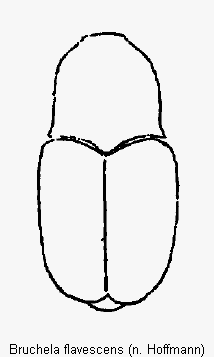 bruchela_flavescens_hab.gif