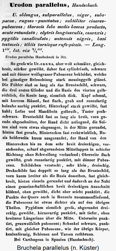 bruchela_parallelus_beschreibung.gif