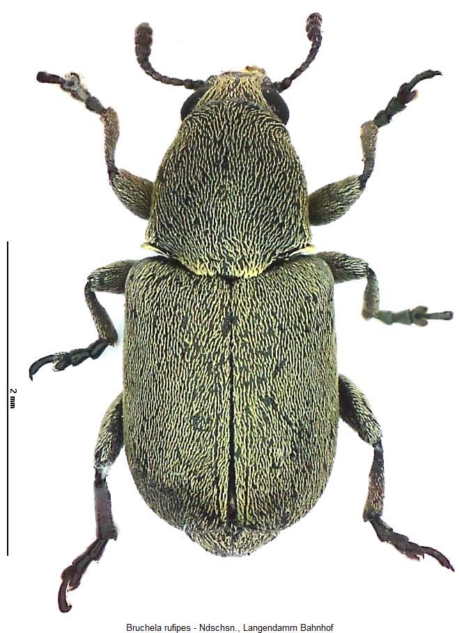bruchela_rufipes_hab2.jpg