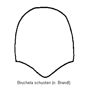 bruchela_schusteri_hsch.gif