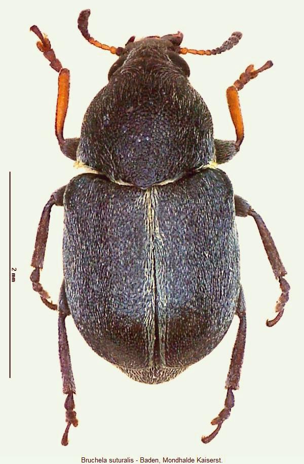 bruchela_suturalis_hab.jpg