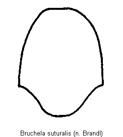 bruchela_suturalis_hsch.gif