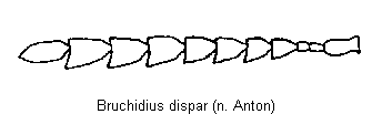 bruchidius_dispar_f.gif