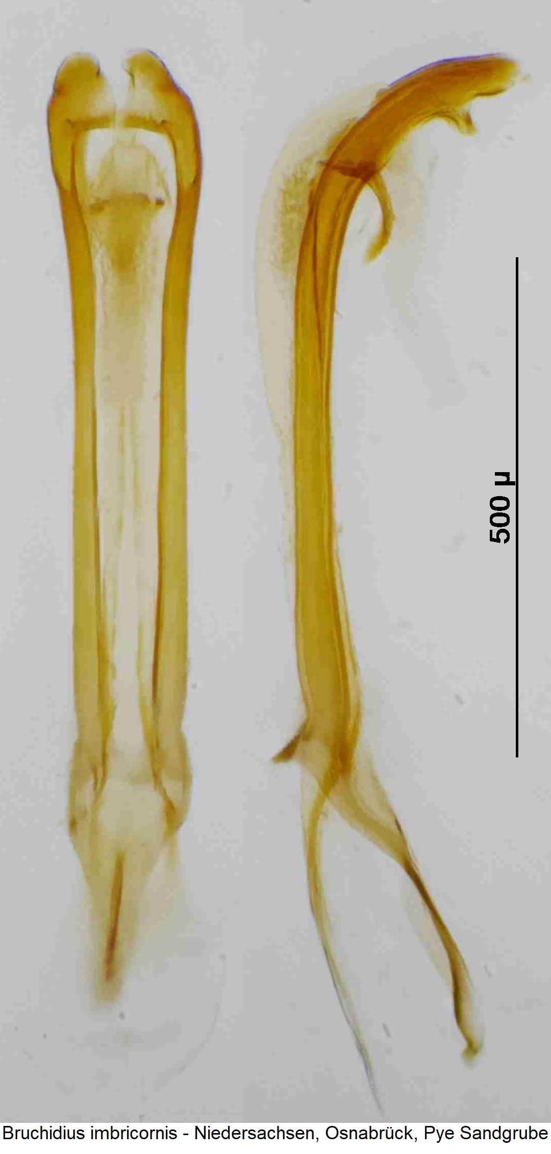 bruchidius_imbricornis.jpg