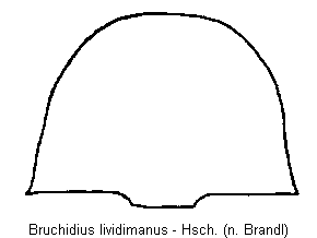 bruchidius_lividimanus_hsch.gif